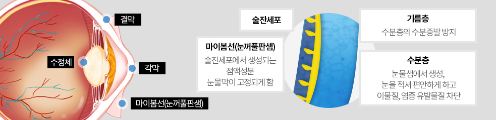결막, 수정체, 각막, 마이봄샘과 눈물막의 기름층 및 수분층 구조