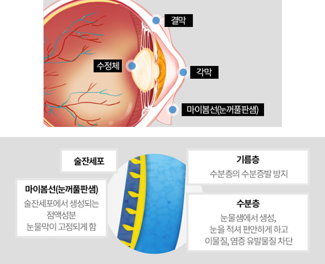 결막, 수정체, 각막, 마이봄샘과 눈물막의 기름층 및 수분층 구조